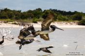 Travel photography:Pelikans near Celestun, Mexico