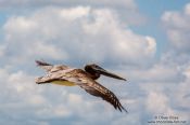 Travel photography:Celestun pelikans, Mexico