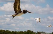 Travel photography:Celestun pelikan with gulls, Mexico