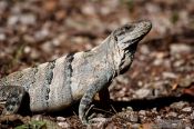 Travel photography:Lizard at Chichen Itza, Mexico