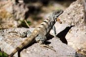 Travel photography:Lizard basking in the sun at Chichen Itza, Mexico