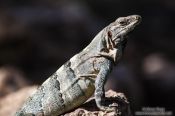 Travel photography:Lizard basking in the sun at Chichen Itza, Mexico