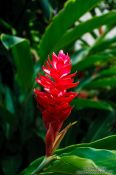 Travel photography:Red flower in Merida, Mexico
