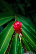 Travel photography:Red flower in Merida, Mexico