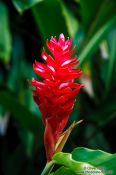 Travel photography:Red flower in Merida, Mexico