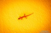 Travel photography:Small gekko inside a Merida house, Mexico