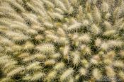 Travel photography:Plants at the Teotihuacan archeological site, Mexico