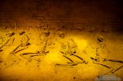 Travel photography:Human sacrifice took place at the Pyramid of the Feathered Serpent (on display at the Mexico City Anthropological Museum), Mexico