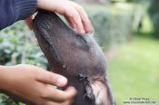 Travel photography:A Xoloitzcuitle dog at the  Museo Dolores Olmedo in Mexico City, Mexico