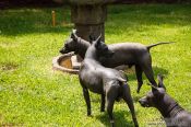 Travel photography:Xoloitzcuitle dogs at the  Museo Dolores Olmedo in Mexico City, Mexico