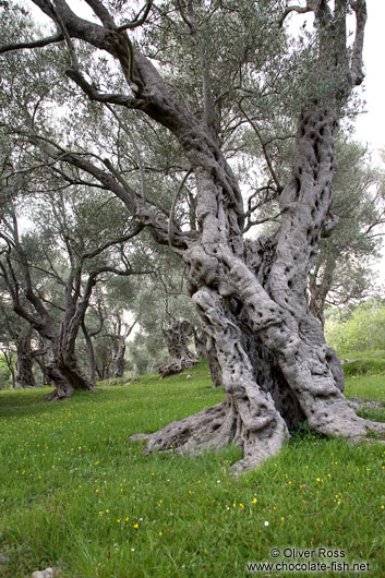 Old olive trees near Bar