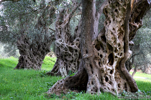 Old olive trees near Bar