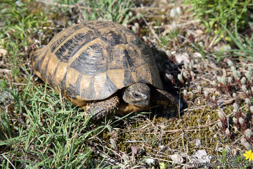 Tortoise in Skadarsko jezero National Park