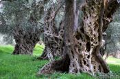 Travel photography:Old olive trees near Bar, Montenegro