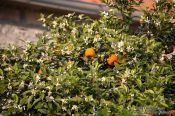 Travel photography:Orange tree in Perast, Montenegro