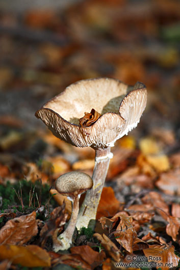 Forest mushroom