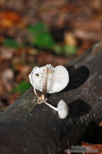 Bent forest mushroom