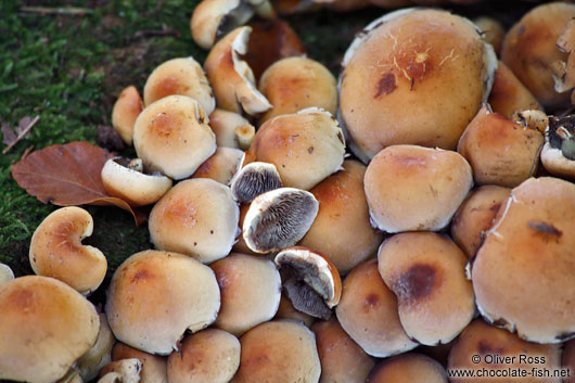 Forest mushroom crowd of Sulphur Tufts (Hypholoma fasciculare)