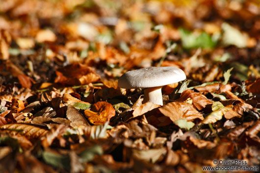 Forest mushroom on autumn leaves