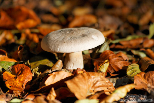 Forest mushroom