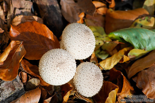 Woodland puffballs (Lycoperdon perlatum)