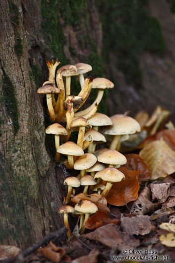 Sulphur Tufts (Hypholoma fasciculare) growing on a tree