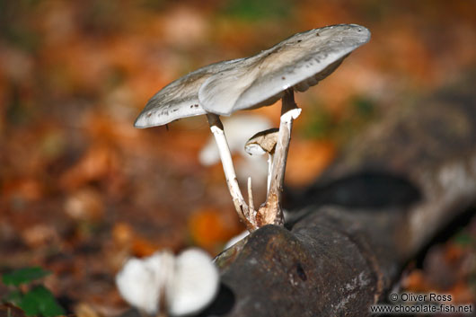 Forest mushroom growing on a dead branch