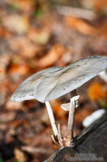 Forest mushroom on a dead branch