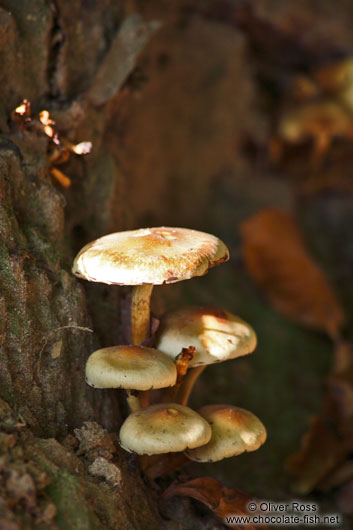 Sulphur Tufts (Hypholoma fasciculare) growing on a tree trunk