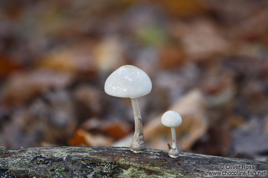 Forest mushrooms