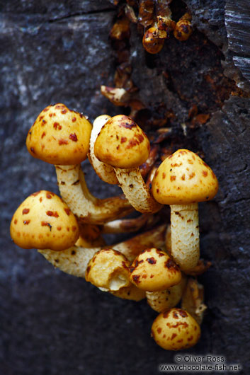 Golden pholiota mushrooms on a dead log (Pholiota aurivella)