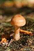 Travel photography:Forest mushroom, Germany