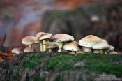Travel photography:Forest mushroom city of Sulphur Tufts (Hypholoma fasciculare), Germany