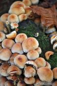 Travel photography:Forest mushroom crowd of Sulphur Tufts (Hypholoma fasciculare), Germany