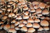 Travel photography:Forest mushroom crowd of Sulphur Tufts (Hypholoma fasciculare), Germany