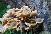 Travel photography:Forest mushroom on a tree, Germany
