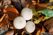 Travel photography:Woodland puffballs (Lycoperdon perlatum), Germany