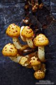 Travel photography:Golden pholiota mushrooms on a dead log (Pholiota aurivella), Germany