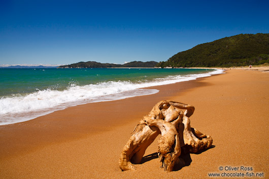 Tree stump on a beach in Abel Tasman National Park