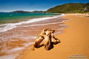 Travel photography:Tree stump on a beach in Abel Tasman National Park, New Zealand