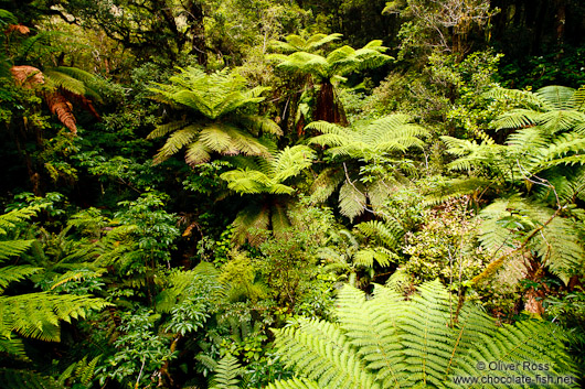 Fiordland National Park