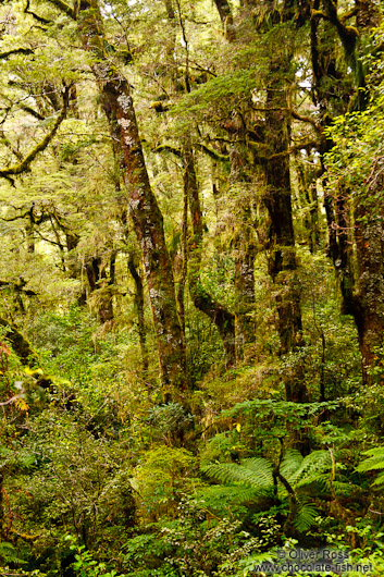 Native beech forest in Fiordland National Park