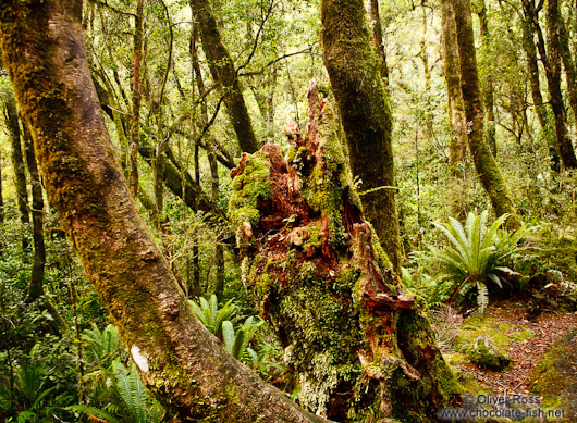 Native beech forest in Fiordland National Park