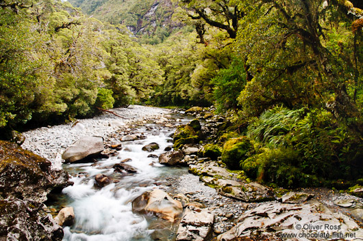 River in Fiordland National Park