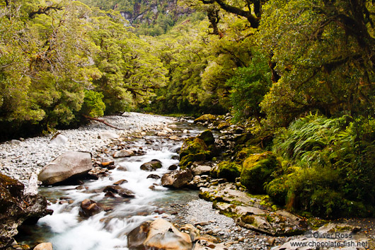 River in Fiordland National Park