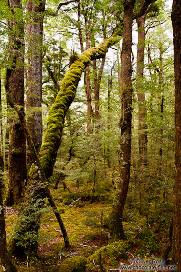 Native beech forest in Fiordland National Park