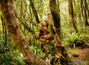 Travel photography:Native beech forest in Fiordland National Park, New Zealand