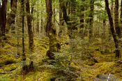 Travel photography:Native beech forest in Fiordland National Park, New Zealand