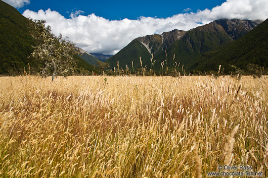 Landscape near Lake Rotoiti