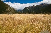 Travel photography:Landscape near Lake Rotoiti, New Zealand